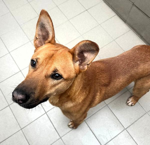 SIMBA LUPETTO  Foto 5